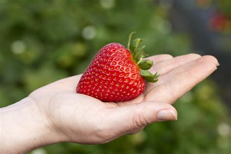 Breeding | Strawberry Breeding & Research Program