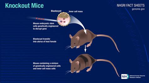 Knockout Mice Fact Sheet