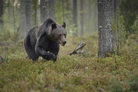 Plants & Animals in the Taiga Biome | Sciencing