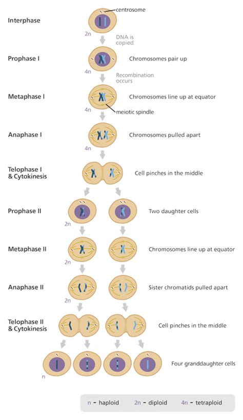 Chromosome Makeup Of Gametes | Makeupview.co