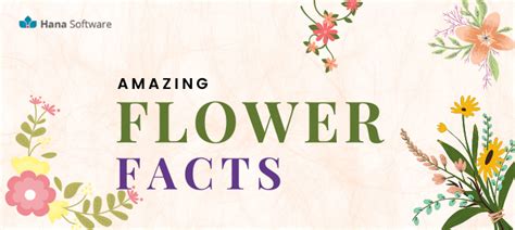 11 Amazing Flower Facts about Flowers| Hana Florist POS