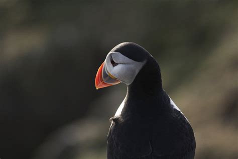 Great auk extinction: Humans wiped out giant seabird - BBC News