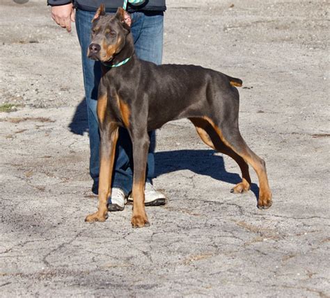 Canis Panther | Doberman puppies for sale, Dog breeds, Lap dogs