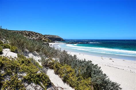 Visiting Seal Bay Conservation Park | Explore Shaw