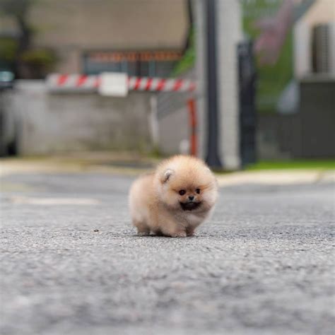 Teacup Pomeranian Puppies : Teacup Pomeranian Puppies Mr Handsome.wmv ...