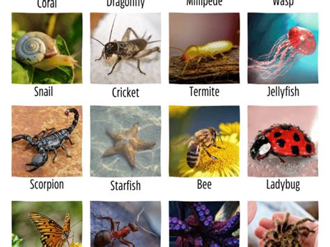 8 Intriguing Facts About Invertebrates - Facts.net