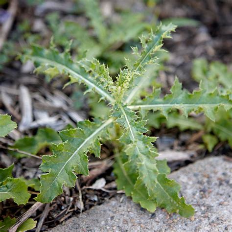 Weeds That Look Like Geranium Leaves - Back Gardener