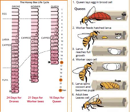 Queen Honey Bee Life Cycle