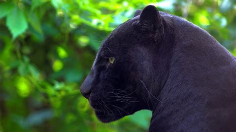 Facts About Black Panthers The Animal - Some Interesting Facts