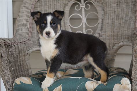 Miniature Australian Shepherd Mix For Sale Holmesville, OH Female- Ava ...