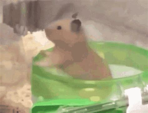 Hamster Spinning GIF - Hamster Spinning Pet - Discover & Share GIFs