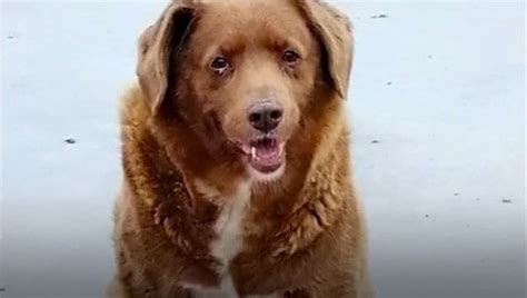 Meet Bobi: World's oldest dog ever, featured in Guinness World Records ...