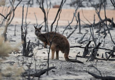 Ten impacts of the Australian bushfires