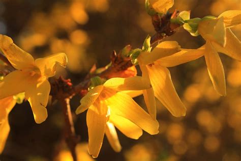 Flowers Forsythia Spring - Free photo on Pixabay