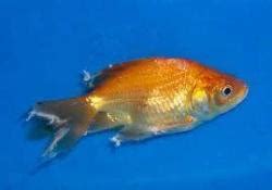 Goldfish Tail Rot Disease