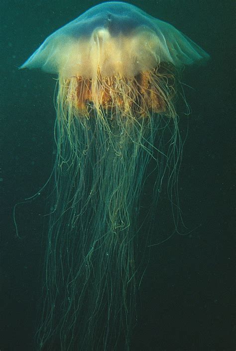 Lion's Mane Jellyfish Facts, Pictures, Information & Video