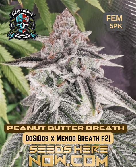 Elite Clone Seed Company – Peanut Butter Breath {FEM} - Seeds Here Now