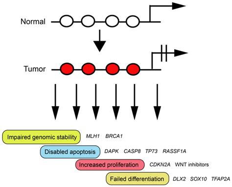 Potential tumor-driving consequences of CpG island hypermethylation ...