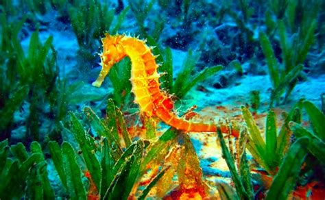 Seahorse – Hippocampus | Facts About Animals