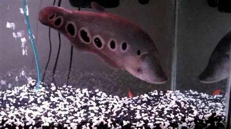 Clown Knife Fish Feeding Part 2 - YouTube