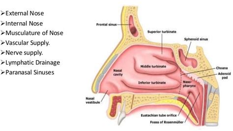 Anatomy of The Nose