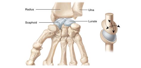 Condyloid joint between radius and scaphoid and lunate bones of wrist ...