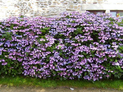 Florida Flowering Hedge Plants / BOUGAINVILLEAS | SOUTH FLORIDA FLOWERS ...