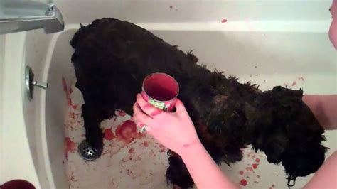 Rubbing Tomato Sauce on Dog to Remove Skunk Smell - YouTube