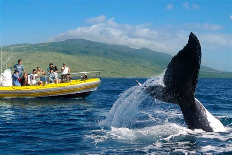 Maui Whale Watching tour | Maui attractions, Maui vacation, Whale ...