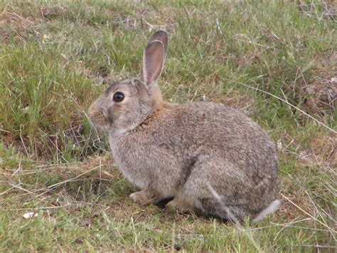 Integrated rabbit control | Invasive animal management | Pest animals ...