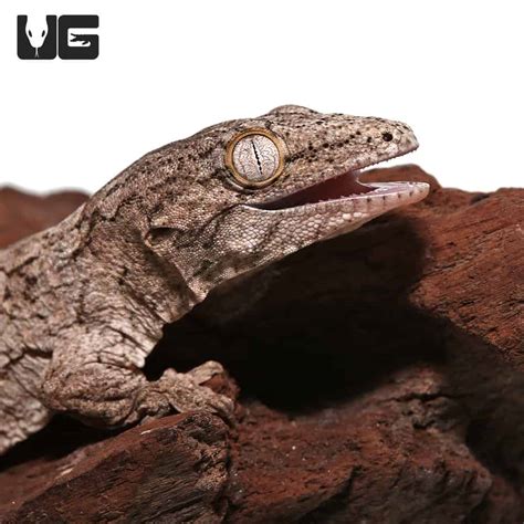 Baby GTX Leachianus Geckos (Rhacodactylus leachianus) For Sale ...