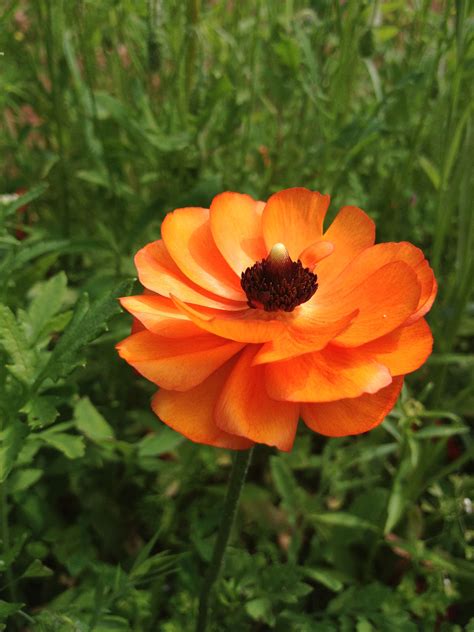 Persian buttercup from my garden 2013 :)