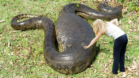 7 Jaw Dropping Facts About the Biggest Anaconda on Record – Page 2 ...