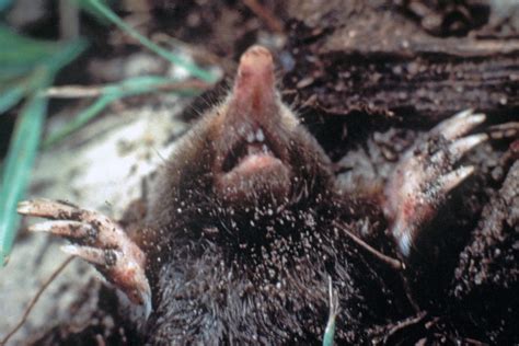 What Do Moles Eat in the Yard and Garden? - GardensAll