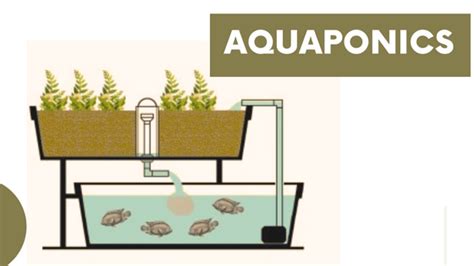 What Is An Aquaponics System? - Flower Site