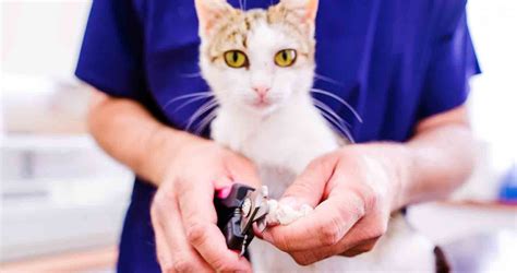 Trimming Cat Claws: The Essential Guide to the Job We All Hate! - We ...