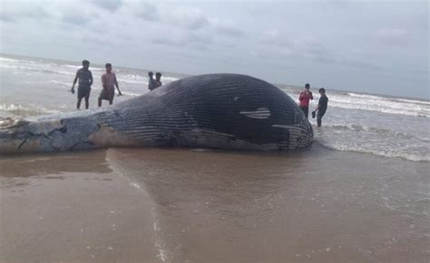 35-Foot Whale Washes Up On West Bengal's Mandarmani Beach