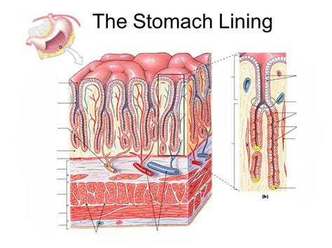 The Stomach Lining Diagram | Quizlet