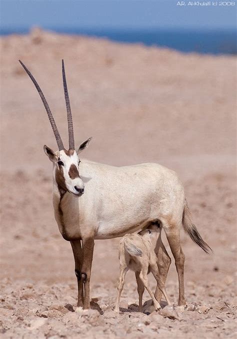 Arabian Oryx | Arabian oryx, Animals beautiful, Animals wild