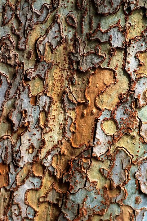 Tree Bark Texture Free Stock Photo - Public Domain Pictures