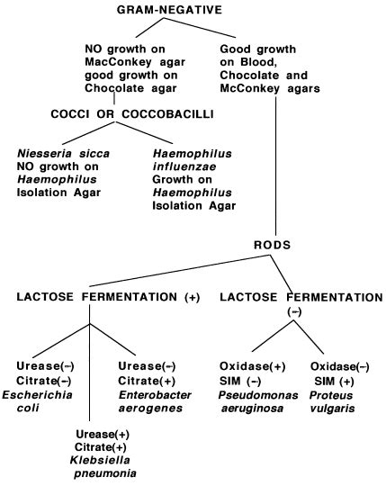 Gram Negative Rod Bacteria Flow Chart - Best Picture Of Chart Anyimage.Org