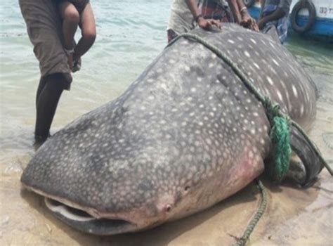 Endangered Whale Shark Washes Ashore in India, Plastic Spoon Found in ...