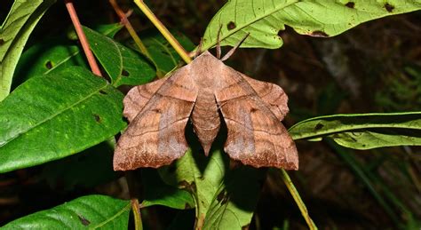 Walnut Sphinx Moth– Identification, Life Cycle, Facts & Pictures