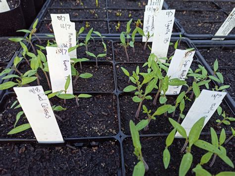 Tomato Seed Starting And Growing Tips | Dave's Seed