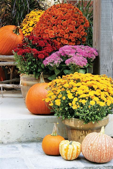 Autumn porch decorated with mums and pumpkins! | Mums in pumpkins, Fall ...