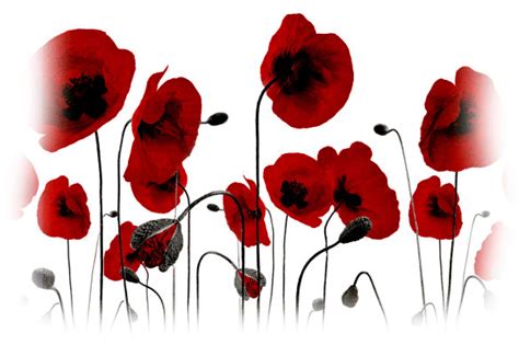 Remembrance Day 2022: What do red poppies symbolise?