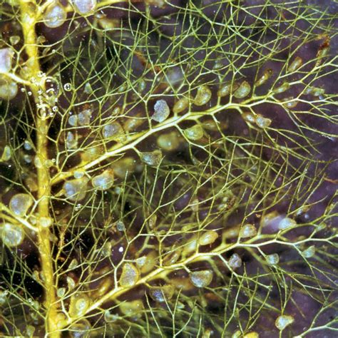 Saving the Bladderwort Plant - The Daily Gardener