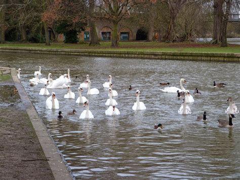 Lamsdell Bird Ringing and Wildlife Blog: River Thames, Windsor - 6 and ...