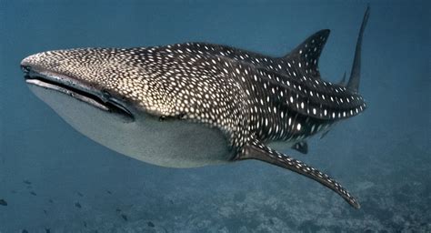 Whale Shark - Viewing Gallery