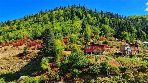 Artvin Macahel sonbahar renklerine bürünmeye başladı